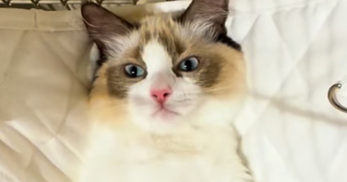 ハンモックに乗せてもらう猫→お腹を撫でられると…尊すぎる『おやすみルーティン』が115万再生「マジでかわいい」「とても愛おしい」