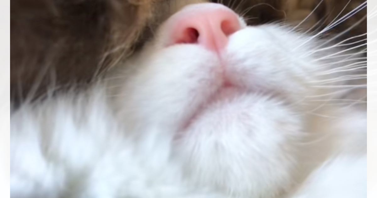 笑いこらえるの辛すぎた…いびきをかきながら眠る猫を撮影した結果→笑撃の光景が90万再生「字幕が的確すぎて爆笑」「フッフゥで吹いたｗ」