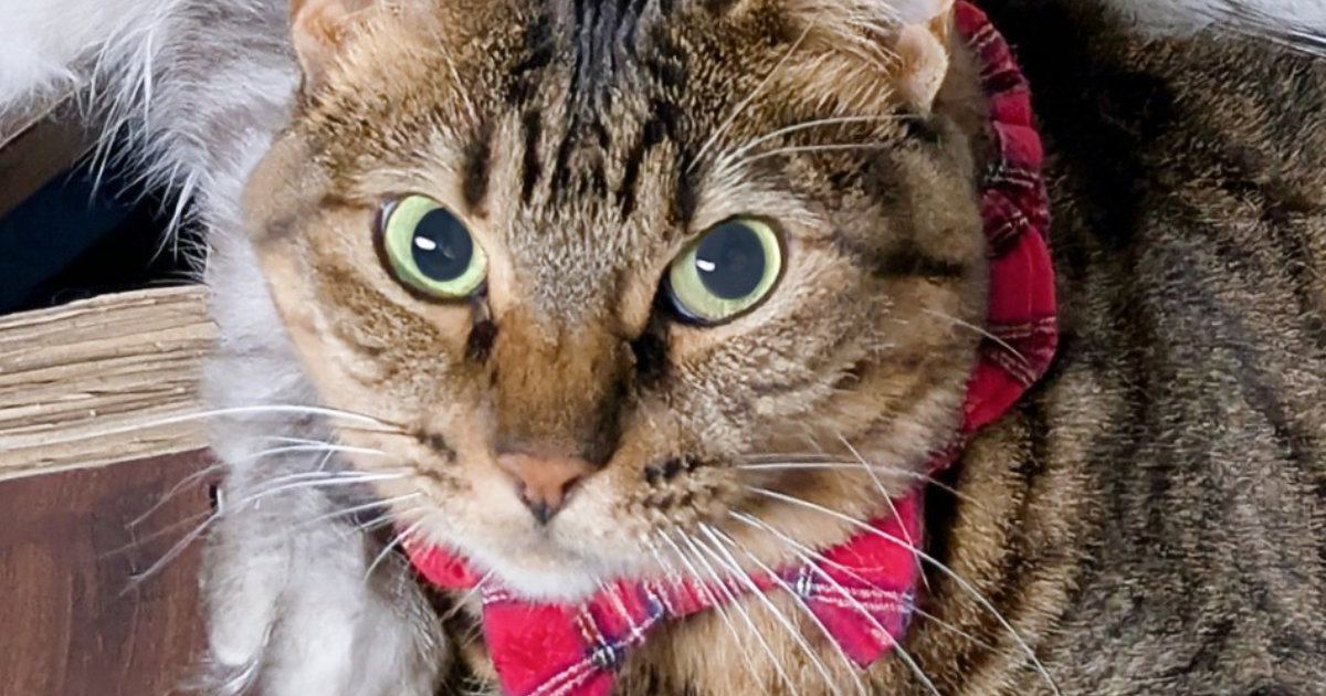 じっと見つめてきて『何か言いたげな表情の猫』→背中を見ると……笑ってしまう瞬間に１万いいね「幸せの重みｗ」「優しいお姉ちゃんｗ」