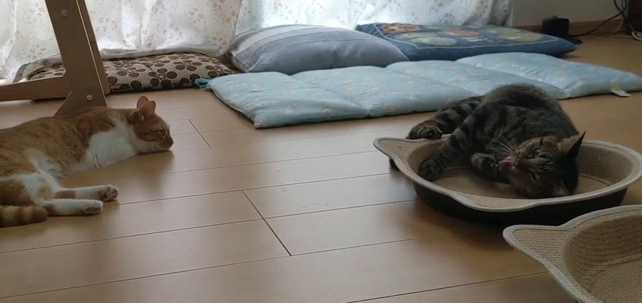 マタタビに酔った弟猫ちゃんを冷静な目で見つめる姉猫ちゃん