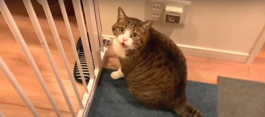 「開けて！」猫ちゃんが気になる物とは…