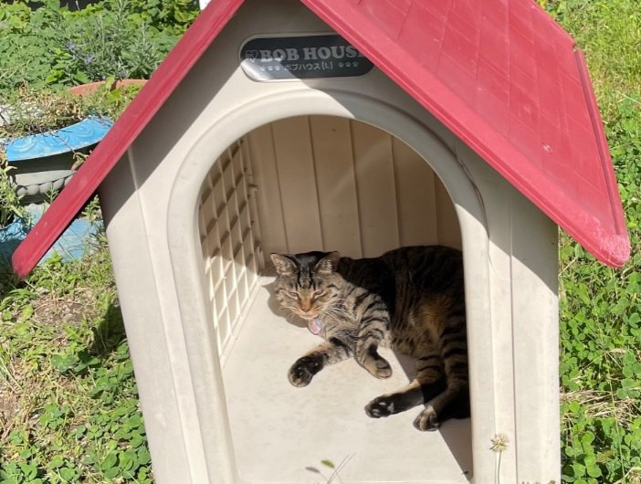 猫店長がいる文房具屋さんにて～犬小屋でまったり休憩お姿が話題