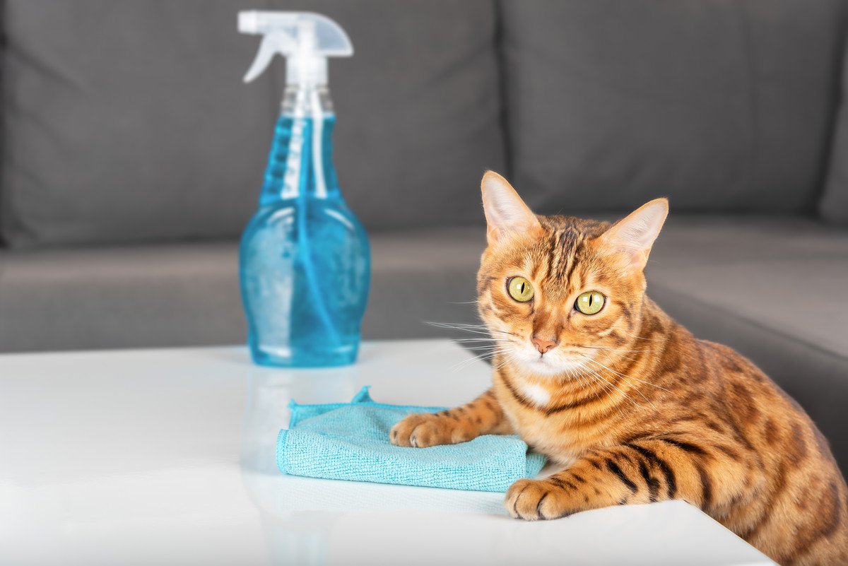 猫にまつわる掃除で使える！自然由来のアイテム7選　「お茶」や「重曹」、使っても大丈夫？
