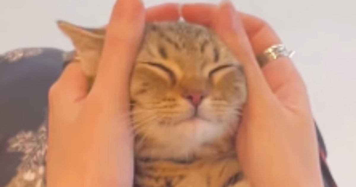 耳をマッサージしてもらう子猫→リラックスしすぎた結果…衝撃的すぎる『表情の変化』が103万再生「夜の踊り子みたいｗ」「目がやばいｗ」
