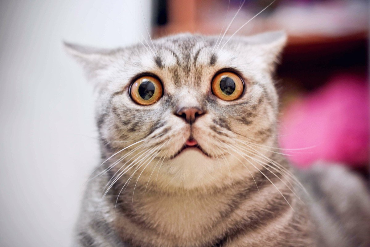 猫が『パニックに陥りやすい』4つのシチュエーション　それぞれの対処法も
