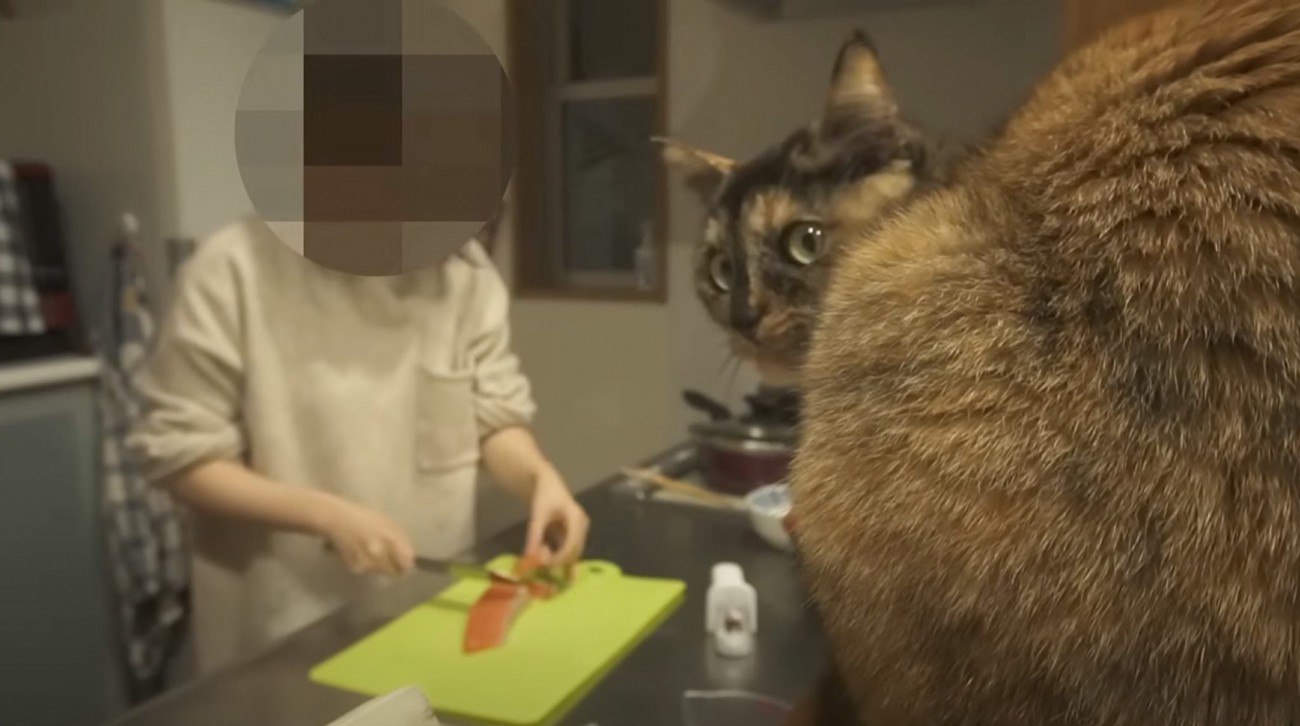 台所で飼い主さんの作業を『見守る2匹の猫』→サーモンを切っていると…日常の様子が癒されると６万再生「幸せな時間だね」「声出して笑った」