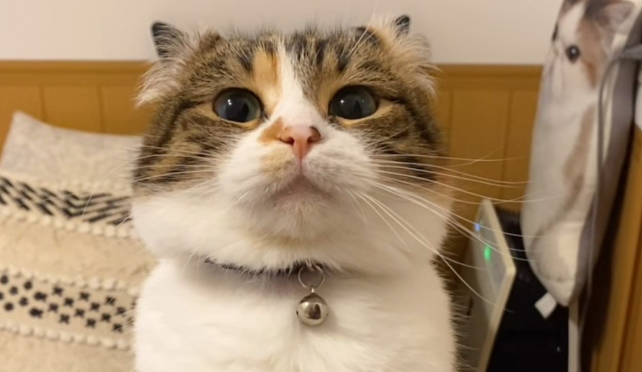 許可なし撮影はダメみたい…猫にカメラを向けていたら→『まさかの反応』が62万再生の反響「めっちゃ強っｗｗ」「受けたいｗ」と爆笑の声