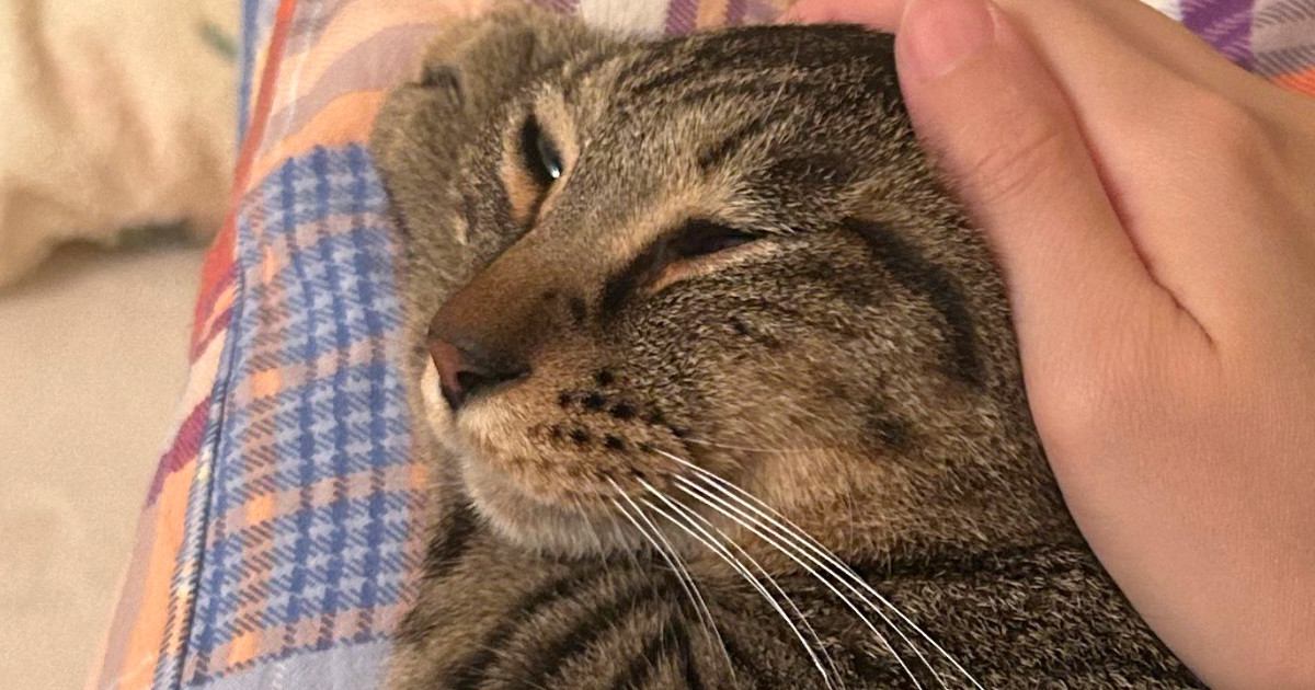 頭を撫でられて気持ちよさそうな表情をする猫→手を離した直後の『まさかの光景』に７万いいね「次の撫で待ちかなｗ」「とても可愛い」