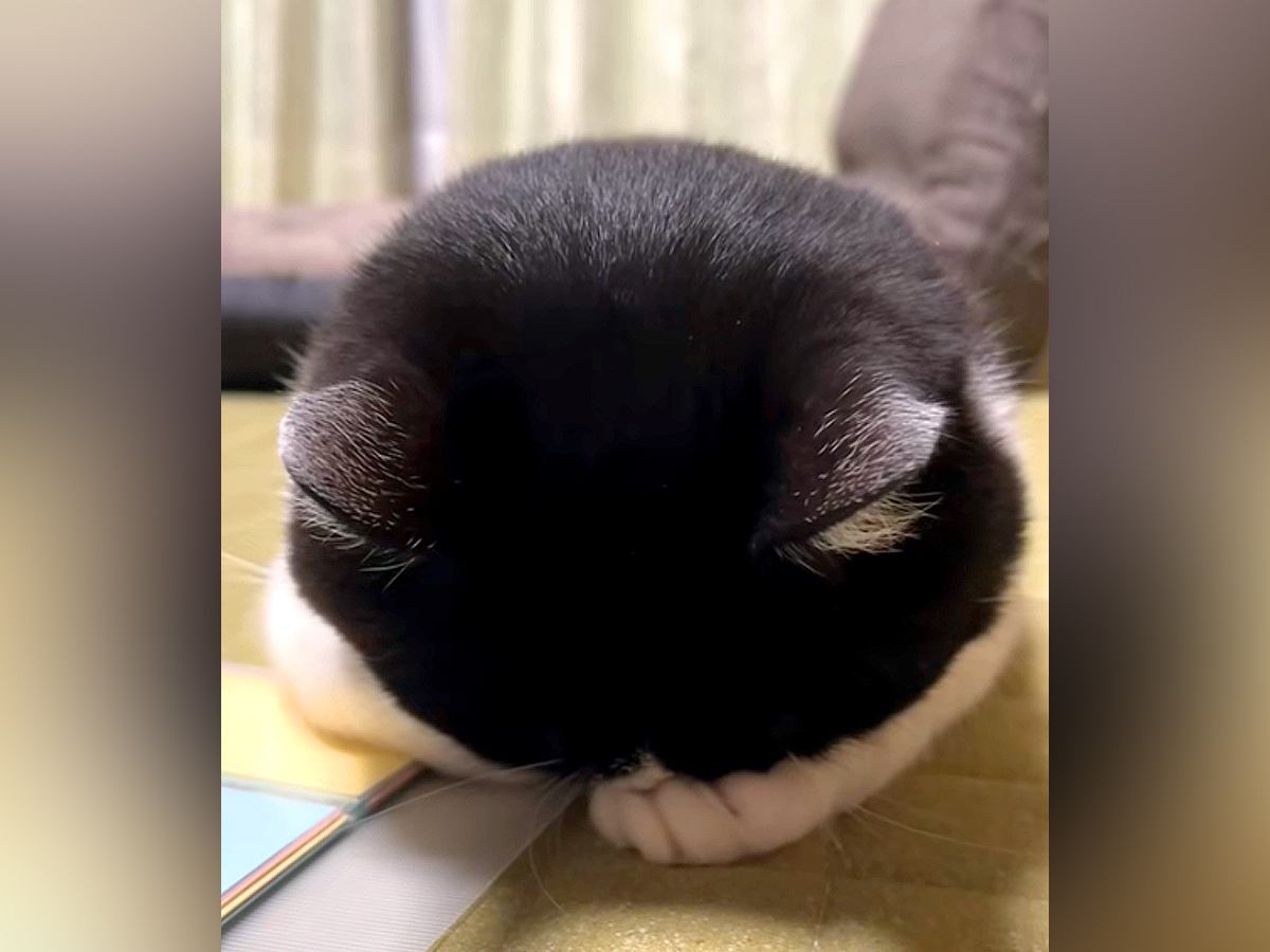 ニャルソックに疲れ、寝ちゃった白黒猫→あまりにも『100点満点のごめん寝』と寝起きの様子が28万再生「まんまる」「顔の模様可愛い」と話題
