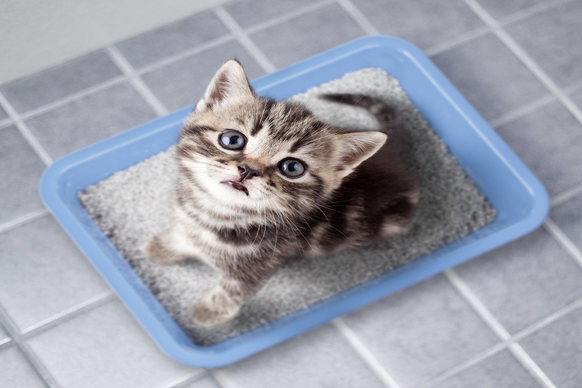 猫に『トイレトレーニング』を上手に教えるポイント5つ　覚えられないときの原因や見直したいことまで