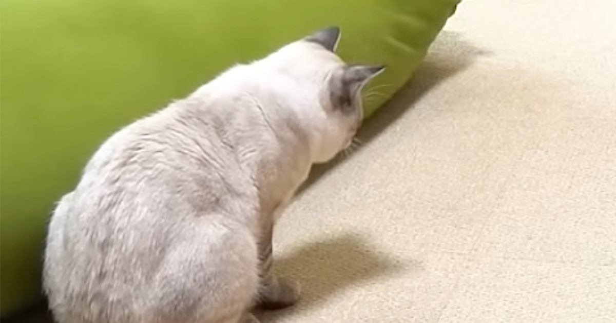 先輩犬の『プリケツ』を見つめる猫→次の瞬間…まさかの行動に笑ってしまうと69万再生「鬼の形相で草」「両方の気持ち分かる」