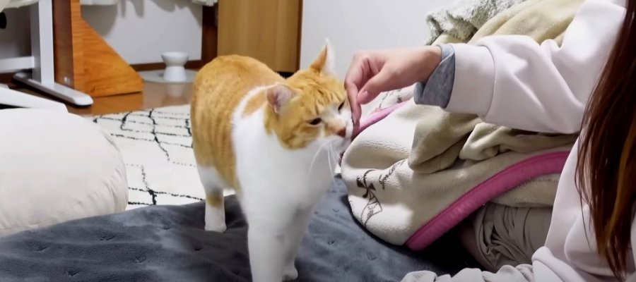 『ごはんはまだですか！？』朝から飼い主さんにアピールする猫ちゃん♡