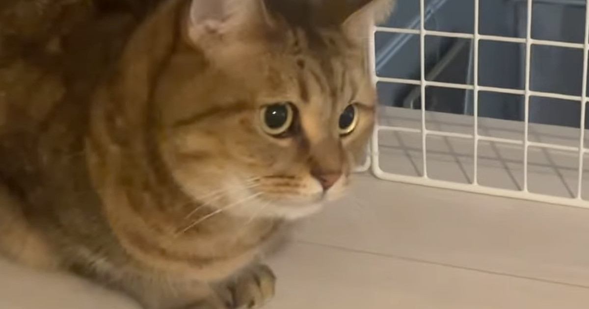 動く布団に夢中になった『猫』→飼い主が大きく動かした次の瞬間…まさかの『表情』に「ほんとかわいいｗ」「癒やしをありがとうｗ」と反響