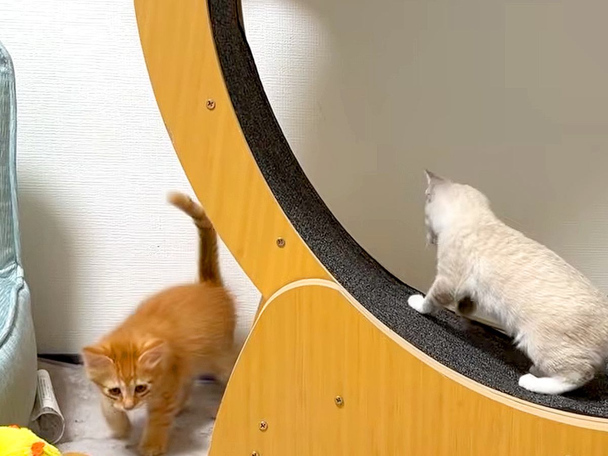 猫たちにキャットホイールを与えた結果→オブジェと化してしまい…３日後に見せた『ほほえましい光景』に「良かったねぇ」「お利口さん」の声