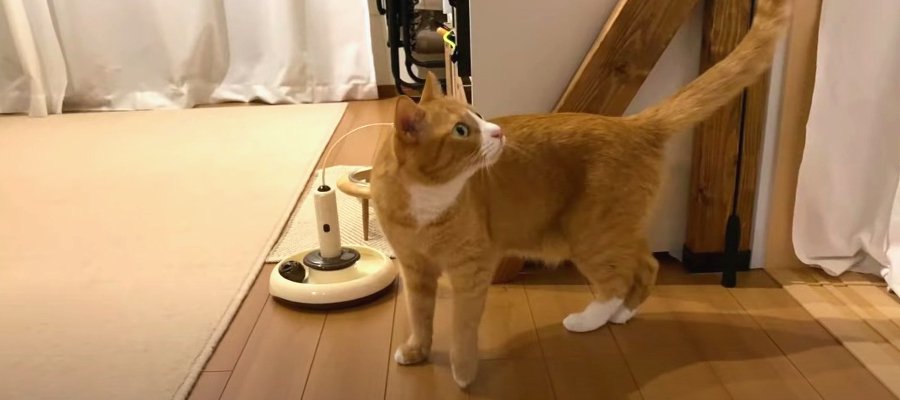 『はじめまして』トライアルを経て家族になった子猫ちゃん♡