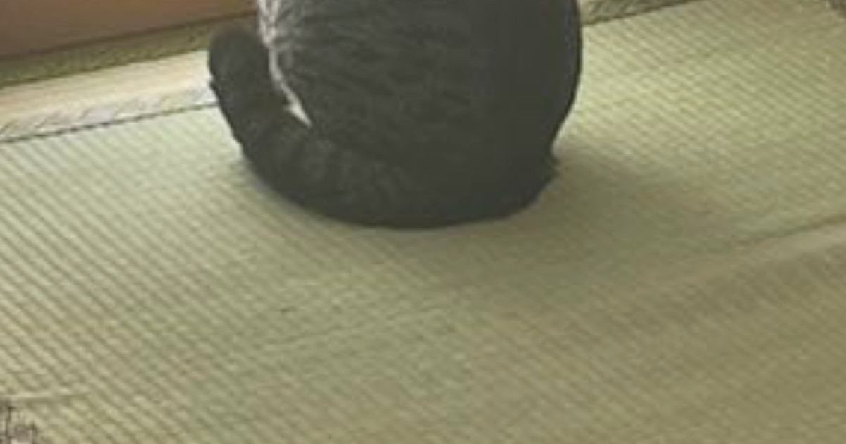 猫に破られた『障子』→破れた部分だけきれいに切り取った結果…『可愛すぎる光景』に9万5000いいね「猫見障子」「風情あるねｗ」