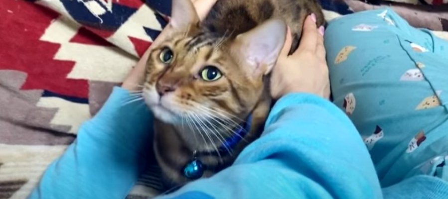 猫が降ってきた！？飼い主さんの実家で落ち着かないベンガルファミリー