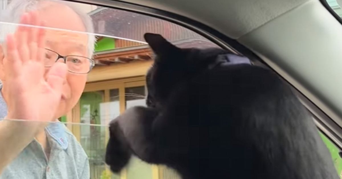 故郷にいるおじいちゃんとの"別れ際"に…猫がとった『まさかの行動』に涙がでると187万再生「健気で泣けた」「大好きなんだね」