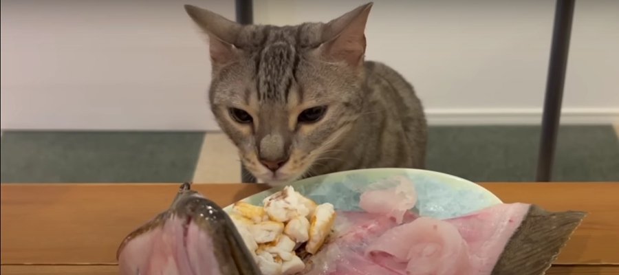  美味しそうな魚を前に猫ちゃんたちの反応は…？