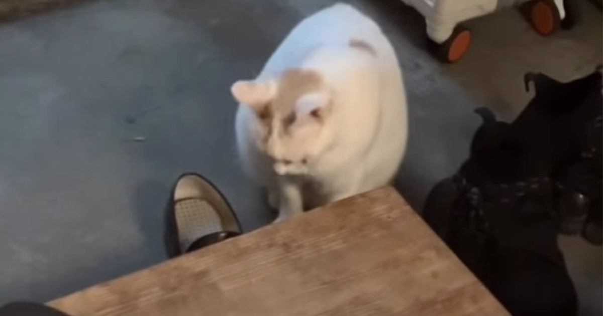 パパが帰ってくる30分前から『玄関で待機する猫』…一途で可愛らしい光景が10万再生「最高の彼女ｗ」「大好きな人を待ってるんだね」