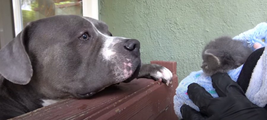 壁の中に落ちた子猫を救出…可愛い子猫に犬のおじさんたち大興奮♡