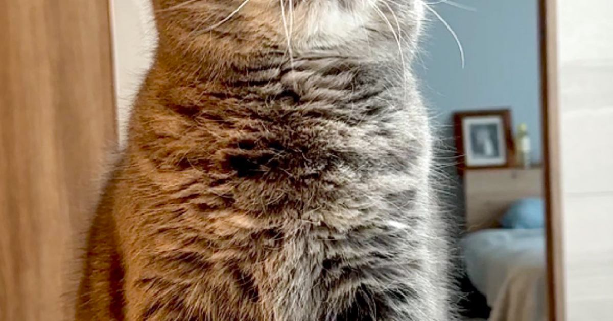 何かを見つめる猫→よく見てみたら、『おヒゲ』が……凄いことになっている様子に3万いいねの反響「花火でかわいい」「静電気みたいｗ」