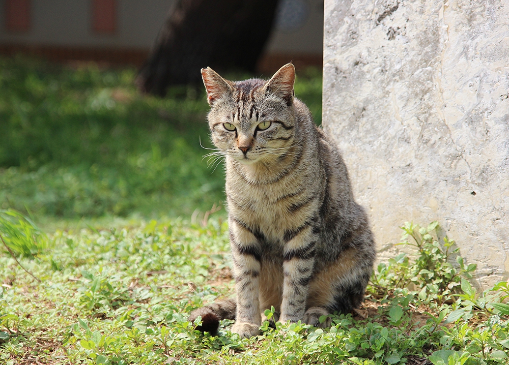 猫の糞に困った時に効果的な対策や処理方法・撃退グッズについて