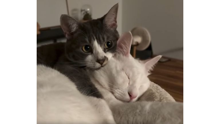 『可愛すぎるバックハグ』ソファでまどろむ兄猫の背中に、妹猫がぴったり「付き合ってますね！」の声も