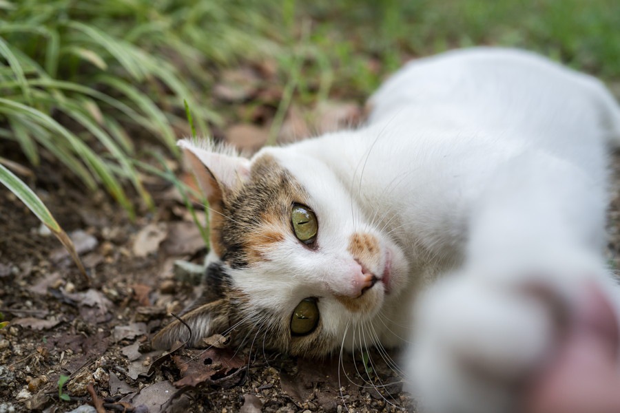 子猫が噛む理由とは？いつまで続く？正しいしつけ方法3つ