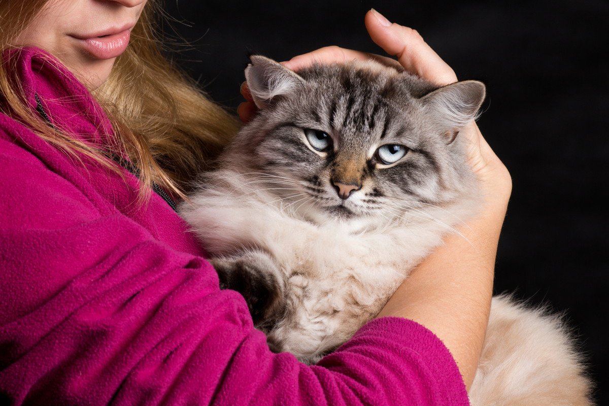 猫の機嫌が悪くなってしまう飼い主の行動5つ