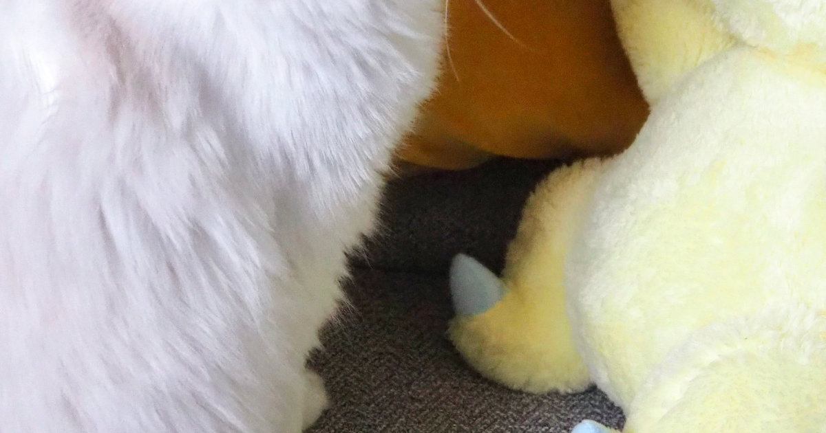 子猫のことを見たら、『大好きなぬいぐるみ』に…たまらなく可愛い瞬間に癒される人続出！2万9000いいねの反響「されたいｗ」「ラッブラブ」