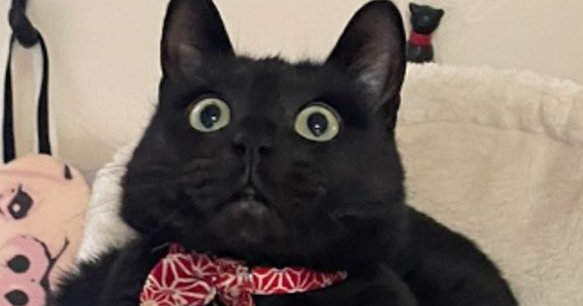 『キャットタワーでくつろぐ黒猫』の手を見てみると…思わず二度見したくなる『驚きの光景』が25万表示「ジブリに出てきそう」「にゃが〜い」