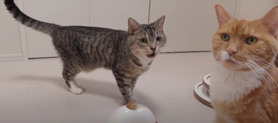 不思議～！動くおもちゃに困惑する猫ちゃん