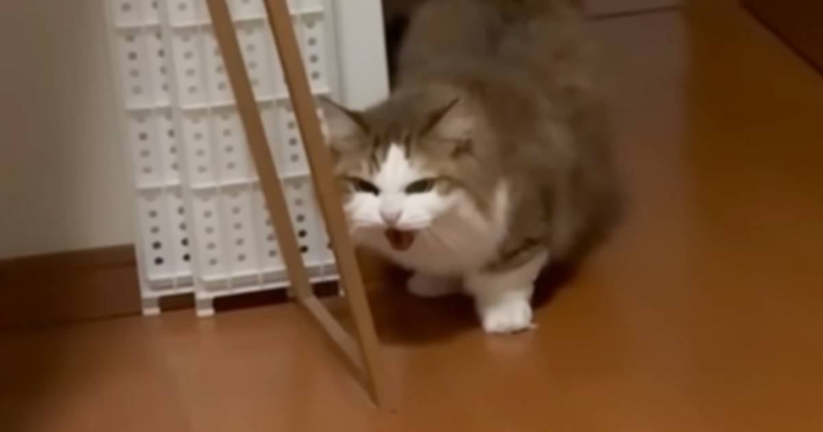 保護子猫たちに『シャー』と威嚇していた先住猫→気になって何度もやってきて…『まさかの姿』に「爆速すぎる」「仲良くなるの早そうｗ」