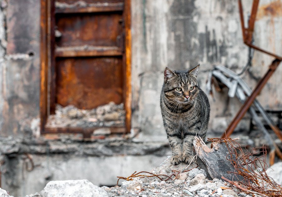 塹壕で兵士に喜びを与え、ともに戦った猫たち。とっさの機転で兵士の命を救ったことも　第一次世界大戦　