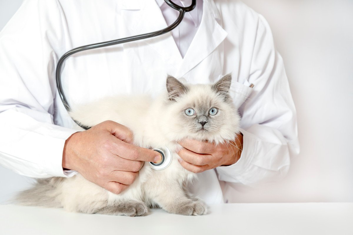 猫と『動物病院』に行くべきタイミング3選　定期的に通わせたい理由やメリットも解説