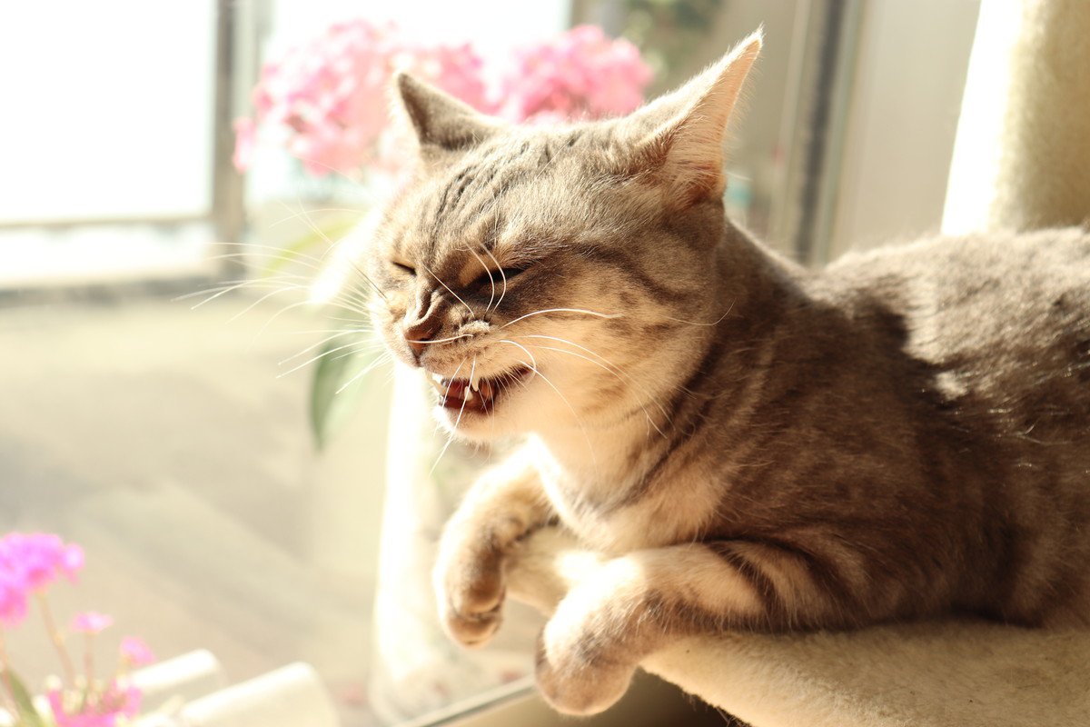 猫も『咳』をすることがある！見られたら、考えられる病気4選