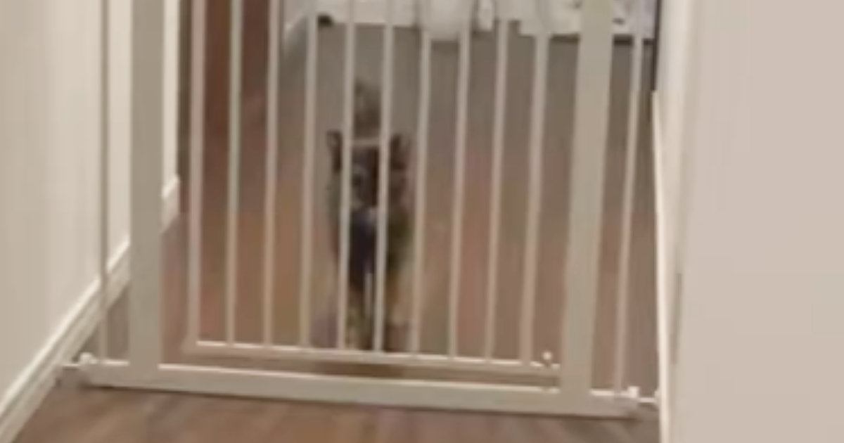 お留守番していた猫→『大好きな飼い主』が帰ってくると…嬉しさが伝わる『熱烈大歓迎』が53万表示「人生で一度は体験したい」「たまらんな」