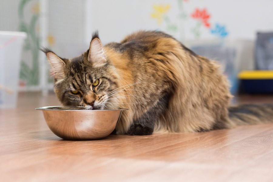 こんなご飯は食べたくない！猫の不味いのサイン５つ！