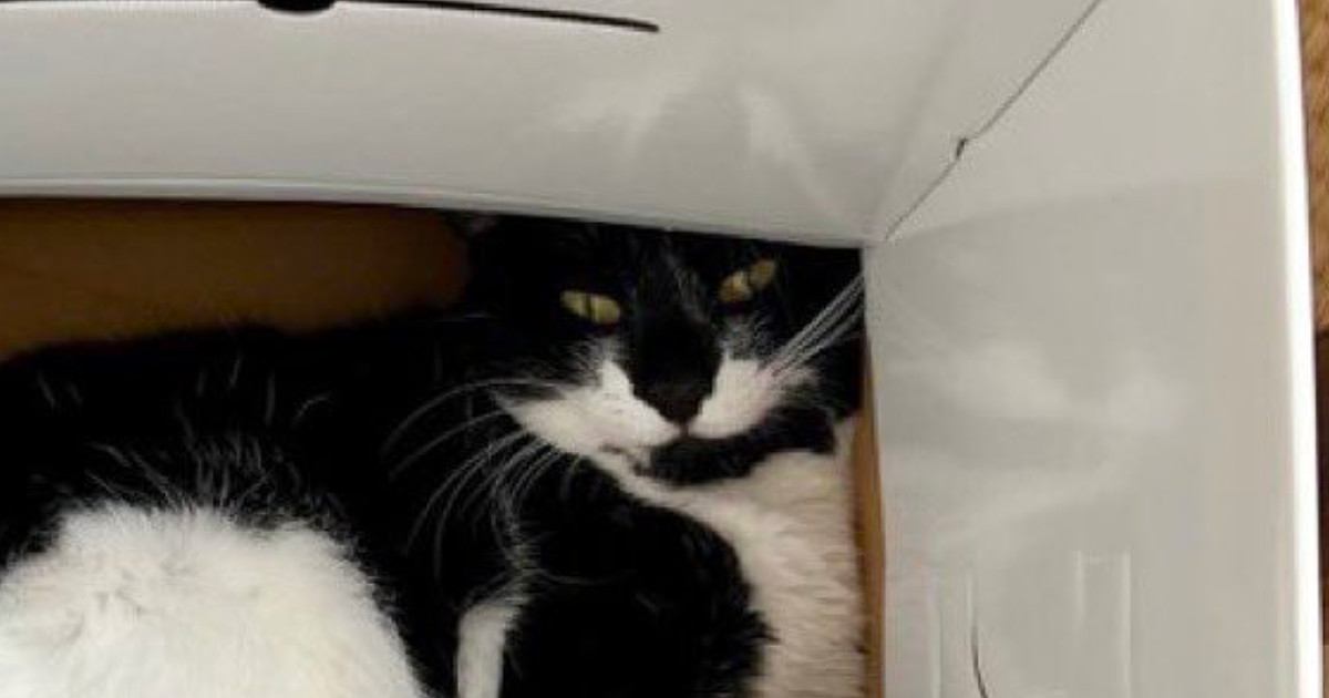 猫の足を『横から眺めている』と……まさかの『美味しそうな模様』に12万いいね「奇跡的すぎる」「わぁ〜本当に見事」とSNSで大反響