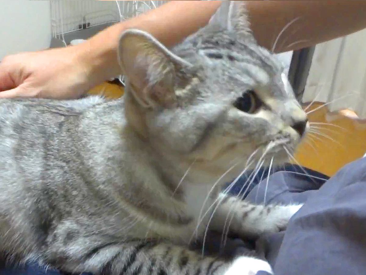 ヒザの上が大好きな子猫→何度降ろしても…予想をはるかに超える『尊い光景』が33万再生「飼い主さんを母猫だと思ってる」「愛くるしい」