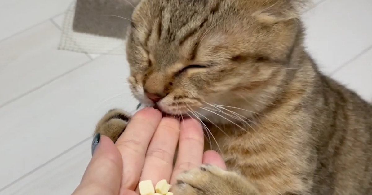 大好物のおやつをもらう猫→食べようとしたら…あまりにも可愛すぎる『盛大な勘違い』に「匂いが残ってるのかなｗ」「たまらん」と11万再生