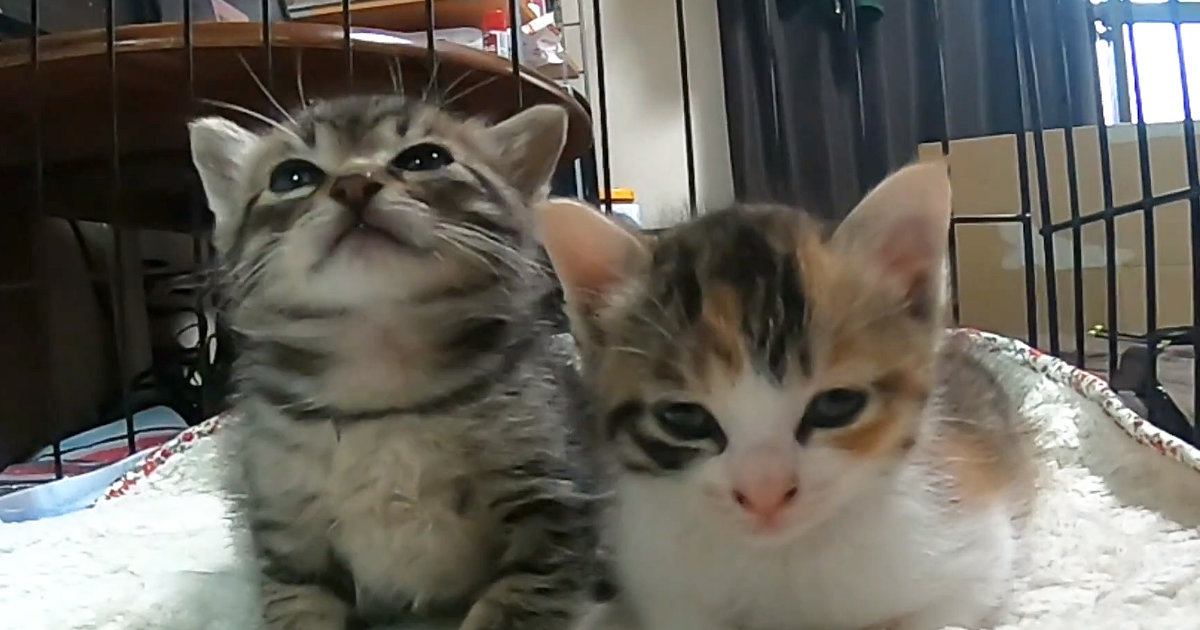 『仲良く並ぶ2匹の子猫』が睡魔に襲われた結果…3分間にわたる『激闘の様子』が可愛すぎると67万再生「幸せな気持ちになった」「もう天使」