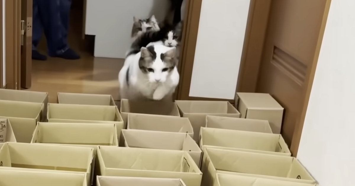 猫に運動をしてもらおうと『小さいダンボール』を並べた結果…「諦めが早いｗ」「クロールしてるｗ」可愛すぎる光景に笑ってしまう人が続出
