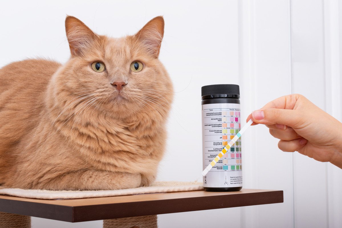 猫の『尿検査』でわかることとは？早期発見に繋がる病気や検査方法・頻度など5つ