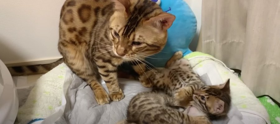 どうしたらいいのかわからニャイ！？子猫ちゃんのお世話をする父猫さん