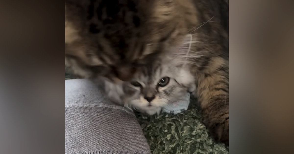 お兄ちゃん猫にたっぷり毛づくろいされた子猫…数秒後の『とんでもない光景』に爆笑「可愛くてしょうがないんだね」「抑え込みｗ」
