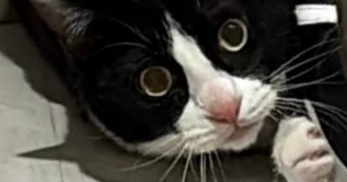 あまりにも『隠れるのが下手すぎる猫』→まさかの光景に爆笑する人が続出「可愛すぎて声出た」「サイズが合ってないｗ」「ヒドいｗ」