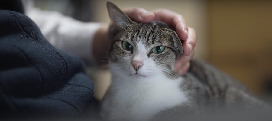 特等席まちがいなし！飼い主さんのお膝は猫ちゃんのもの♡