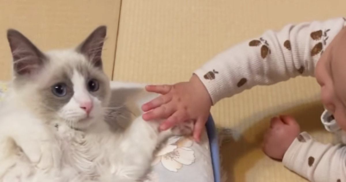 布団の上でくつろいでいた猫→『赤ちゃん』が接近してきた結果…『まさかの展開』が尊すぎると反響「何回も見てしまった」「参加したい」